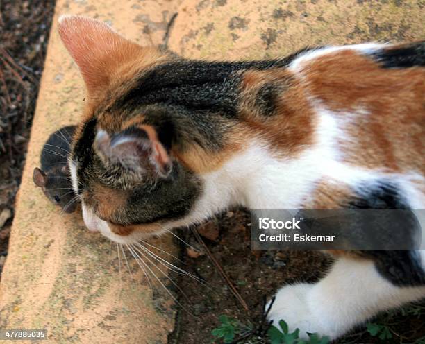 Foto de Gato E Rato e mais fotos de stock de Alimentar - Alimentar, Animais caçando, Animal