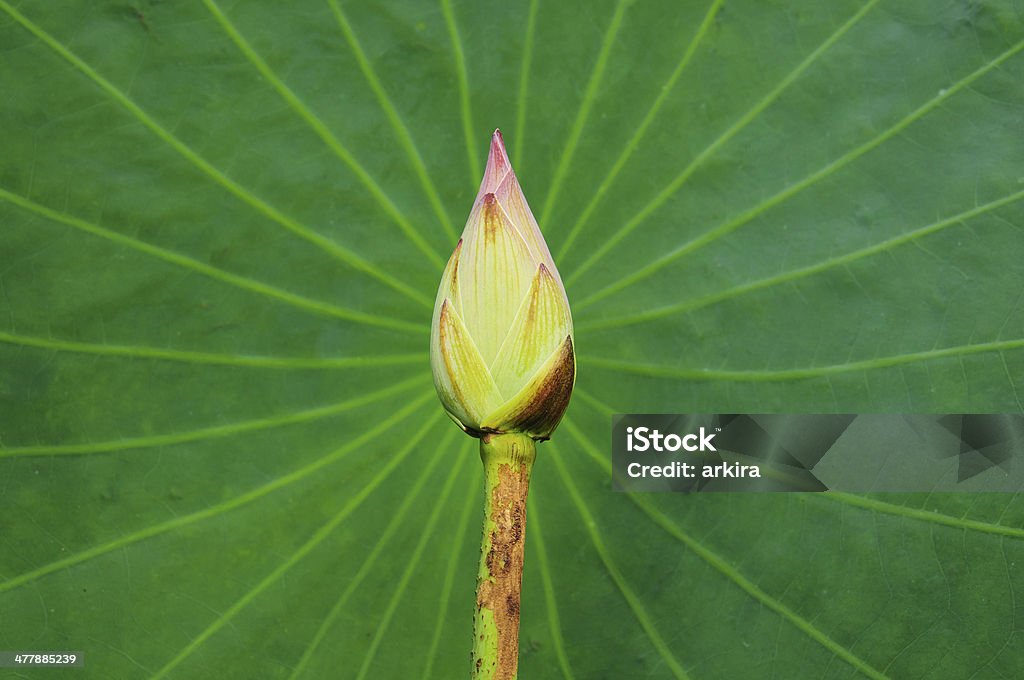 lotus bud na zielony zostawić - Zbiór zdjęć royalty-free (Azja)