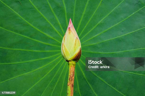 Broto Verde Deixa De Lótus - Fotografias de stock e mais imagens de Arbusto - Arbusto, Beleza, Biologia