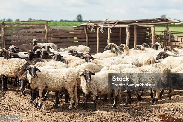 Stormo Di Scheep - Fotografie stock e altre immagini di Ambientazione esterna - Ambientazione esterna, Animale, Animale domestico