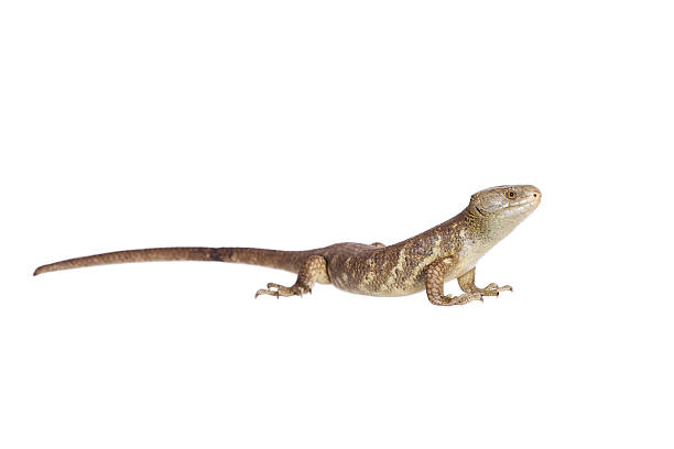 istock The Solomon Islands skink on white 477885432