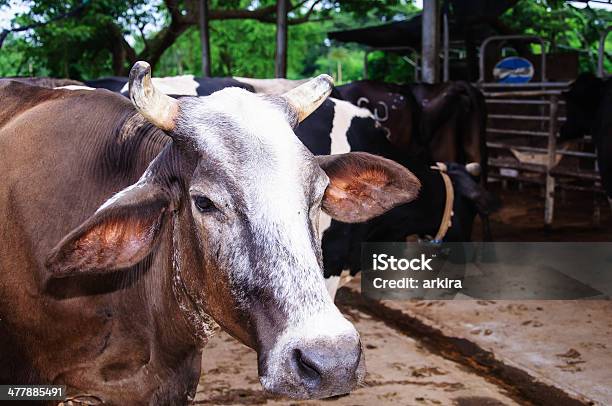 Photo libre de droit de Les Vaches banque d'images et plus d'images libres de droit de Agriculture - Agriculture, Boeuf sauvage, Bovin