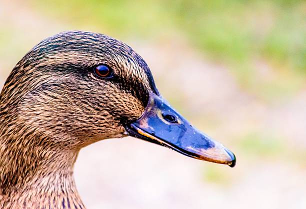 istock Close up of a Duck 477885608