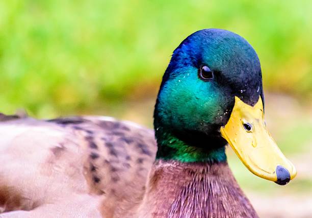 istock Close up of a Duck 477885610