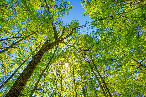 istock Spring Sun Shining Through Canopy Of Tall Trees. Upper Branches 477885632