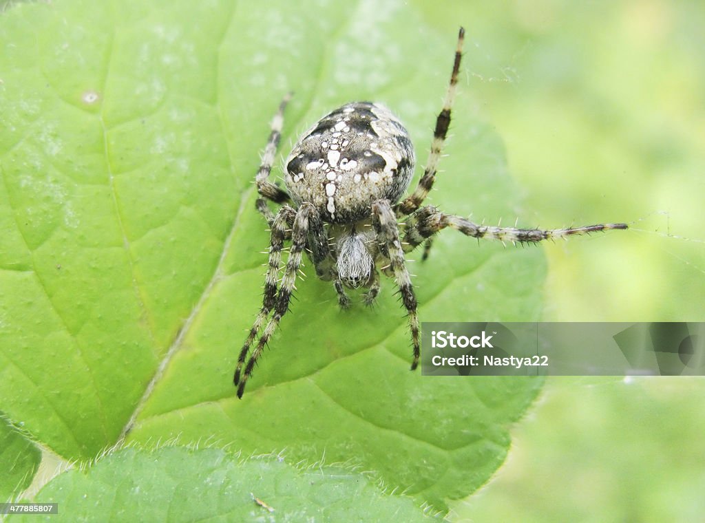 Preto aranha com Sinal de cruzamento de costas - Foto de stock de Abdome royalty-free