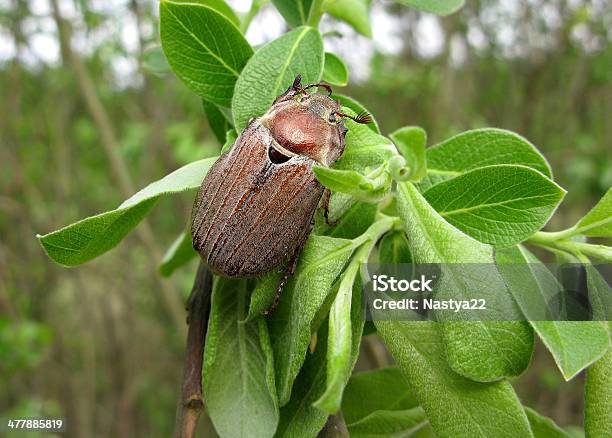 Brown Mai Käfer Blatt Macro View Stockfoto und mehr Bilder von Blatt - Pflanzenbestandteile - Blatt - Pflanzenbestandteile, Fotografie, Fühler