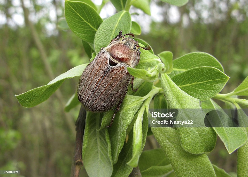 Escarabajo marrón puede macro de insectos vista - Foto de stock de Animal libre de derechos