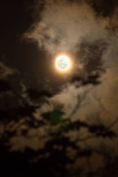 istock Silhouettes of the forest with Moon and clouds 477885832