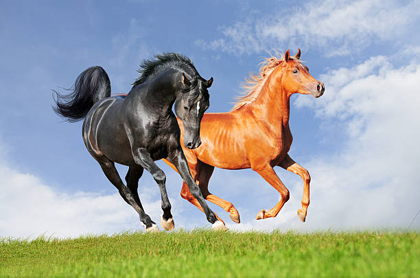 istock black and chestnut horse runs free in field 477885926
