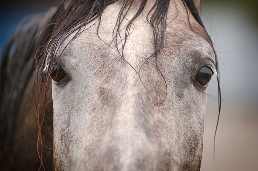 Close up of a dark brown horse standing outdoors with reins attached in the North East of England.