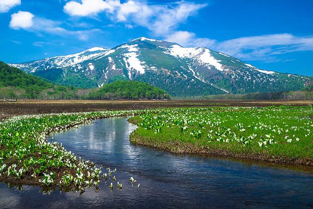 Skunk cabbage Oze Clean Skunk cabbage blooming in Oze marshland gunma prefecture stock pictures, royalty-free photos & images