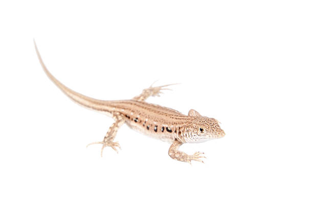 istock The rapid fringe-toed lizard on white 477886238