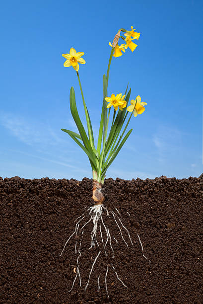 ダファデルの土壌 - daffodil spring flower blue ストックフォトと画像