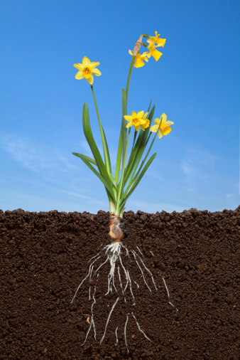 Daffodil and soil cross section against blue sky. Growth concept.