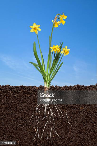 Daffodil In Soil Stock Photo - Download Image Now - Root, Flower, Plant Bulb
