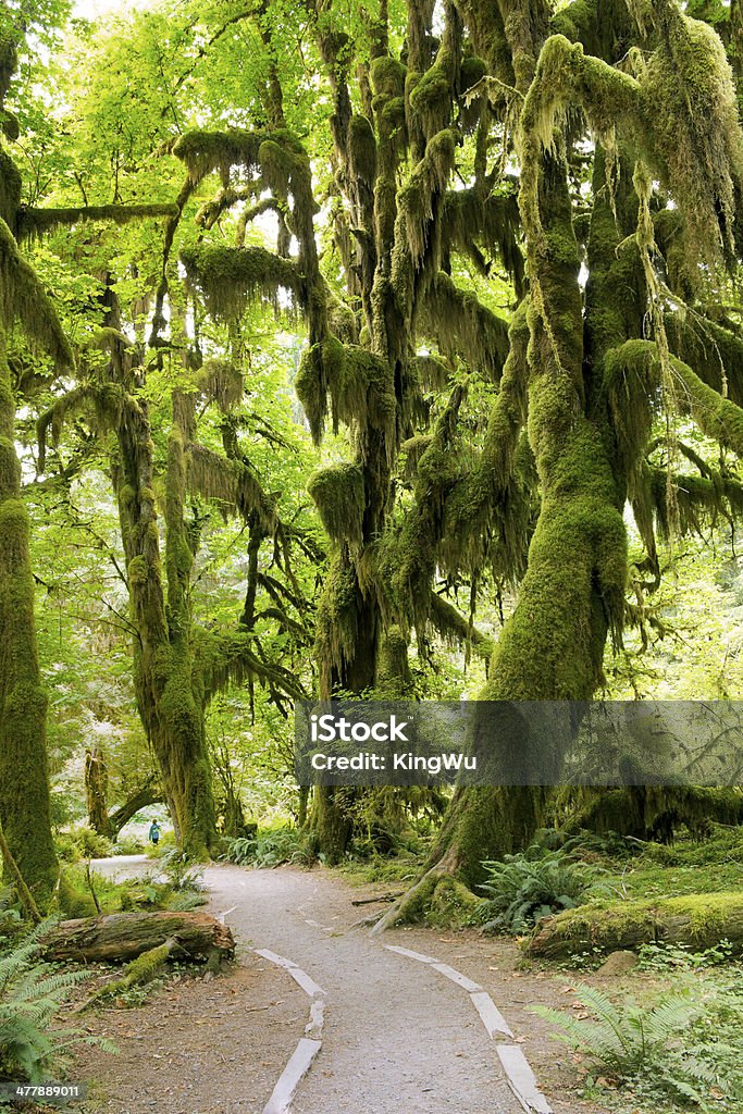 オリンピック雨林の国立公園 - アメ�リカ合衆国のロイヤリティフリーストックフォト