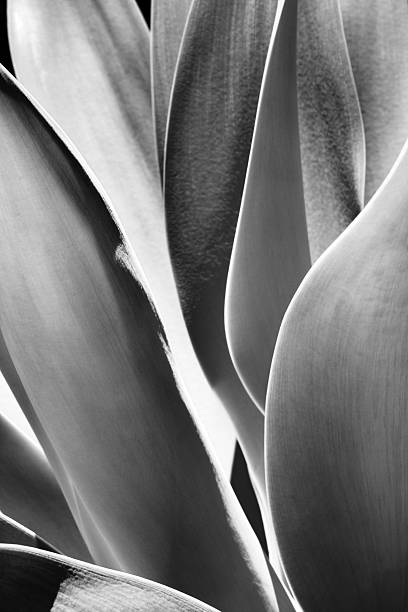 istock Agave Succulent Plant Leaves 477889043