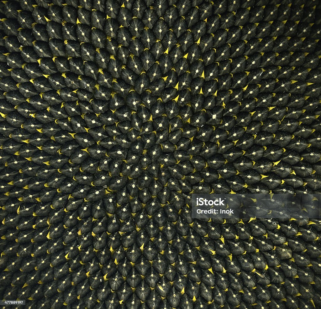 sunflower seed sunflower seed close-up Fibonacci Pattern Stock Photo