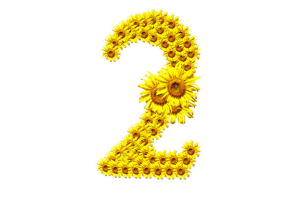 "2" sunflower number stock photo