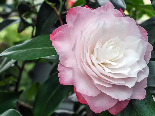 Photo of Camelia japonica L.