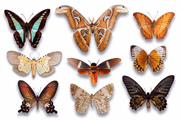 istock Set of butterflies 477889388