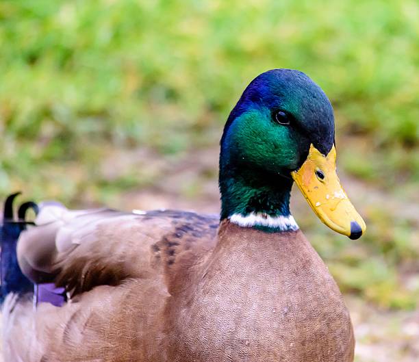 Eend op groene gras achtergond