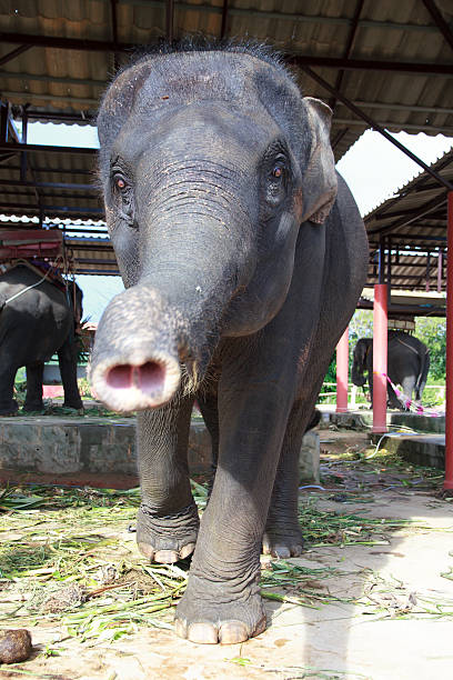 istock Stock Photo - Baby Elephant with a happy expression 477890244