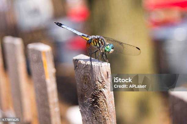 Erwachsene Libelle Die Auf Fencepost Stockfoto und mehr Bilder von Bunt - Farbton - Bunt - Farbton, Drache, Facettenauge