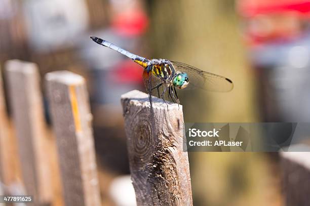 Dorosły Dragonfly Położone Na Fencepost - zdjęcia stockowe i więcej obrazów Część ciała zwierzęcia - Część ciała zwierzęcia, Fotografika, Horyzontalny