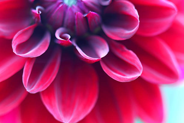 Red dahlia close up Petals of a red cultivated flower magenta stock pictures, royalty-free photos & images