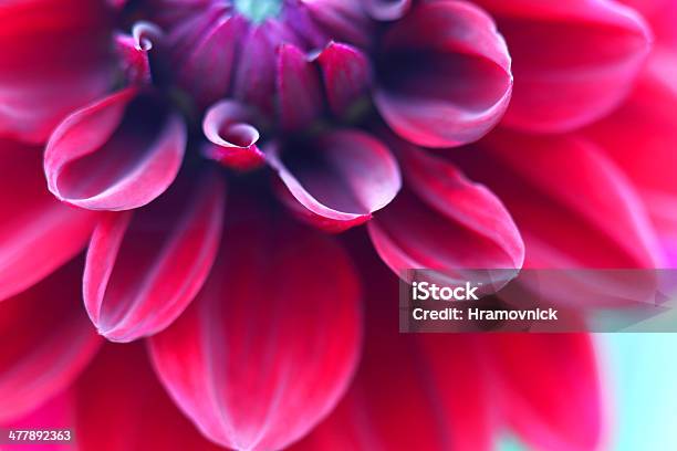 Red Dahlia Close Up Stock Photo - Download Image Now - Magenta, Flower, Nature