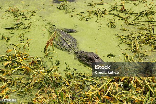 Photo libre de droit de Hidden Texan Alligator banque d'images et plus d'images libres de droit de Algue - Algue, Alligator, Alligator américain