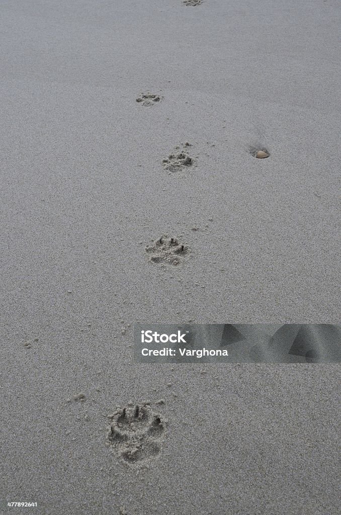 footprints - Lizenzfrei Fotografie Stock-Foto