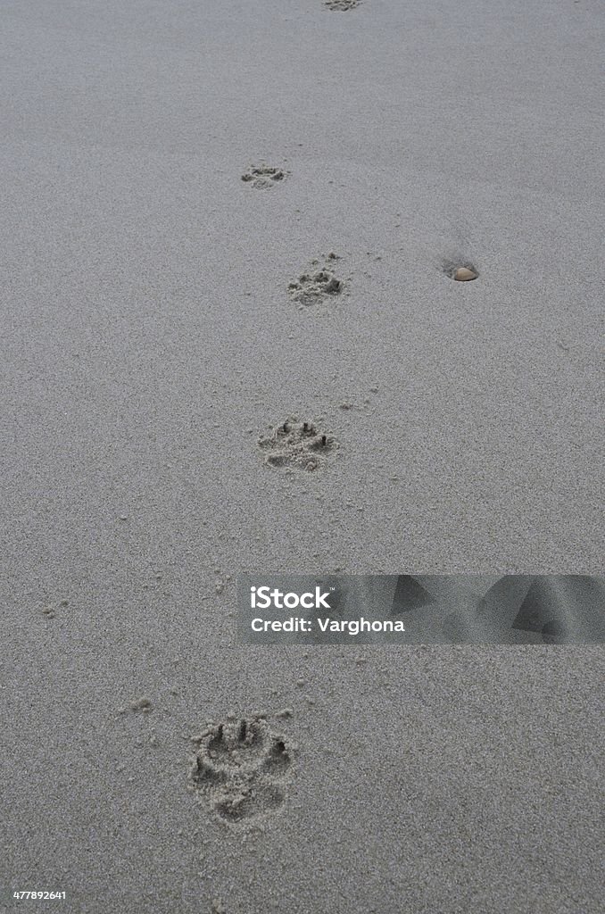 footprints - Photo de Canidés libre de droits