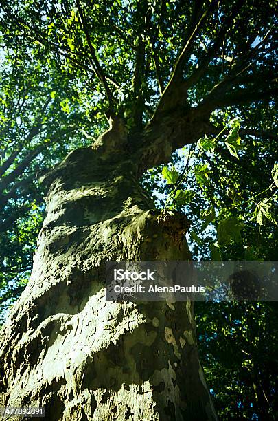 Photo libre de droit de Arbre De Couronne banque d'images et plus d'images libres de droit de Arbre - Arbre, Bleu, Couleur verte