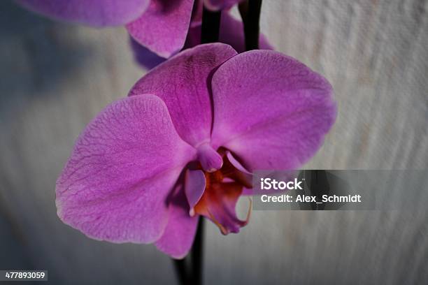 Violeta Orquídea Phalaenopsis Flor Foto de stock y más banco de imágenes de Belleza de la naturaleza - Belleza de la naturaleza, Cabeza de flor, Clima tropical