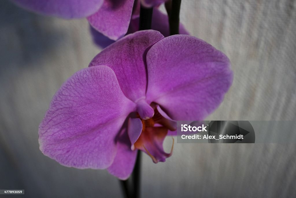 Fleur d'orchidée pourpre (Phalaenopsis) - Photo de Beauté de la nature libre de droits