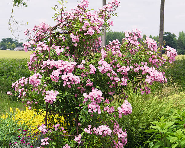 Detailed photos of flowers and other types of vegetation.