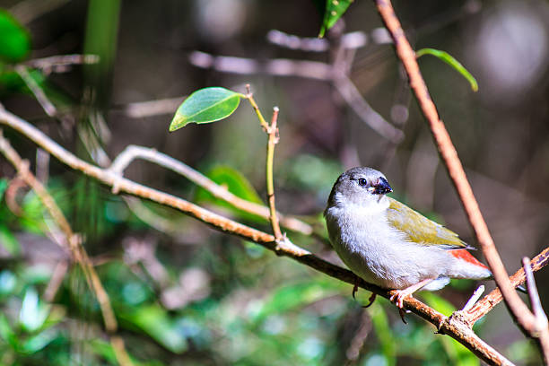 istock Juvenile Red-Browed Finch 477893377