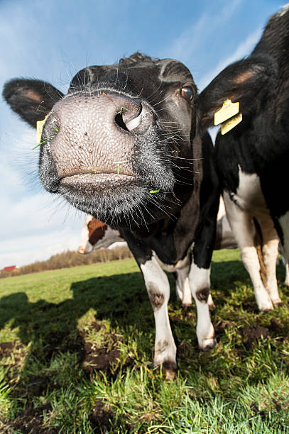 istock Close up of a dairy cow 477893721
