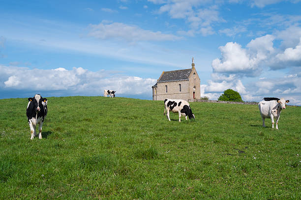 istock Little church with cows 477893846