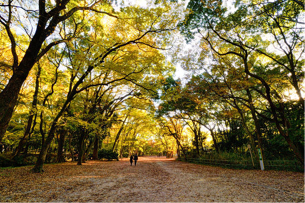 tadasuno mori, shimogamo jinja temple, kyoto, japan stock photo