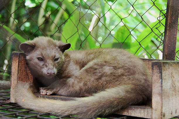 Asian Palm Civet stock photo