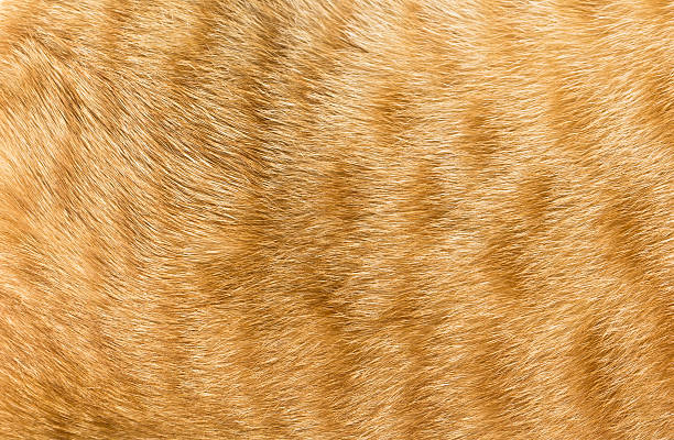 istock Close-up of  cat fur 477894142