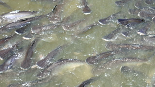 HD Fish in the river