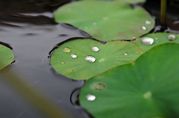 istock water drop on the lotus leaf 477894563