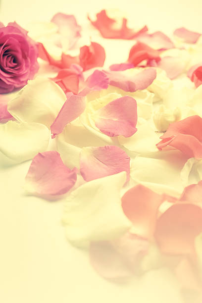 istock sweet color roses in soft style 477894614