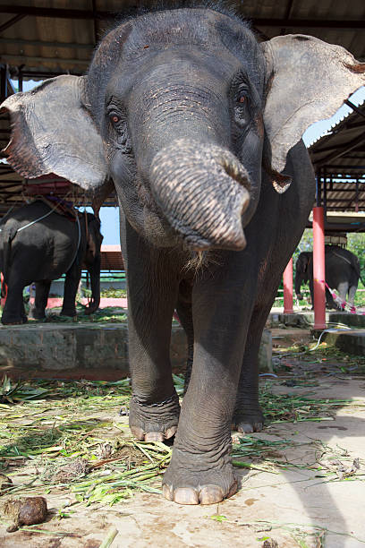 istock Stock Photo - Baby Elephant with a happy expression 477895106