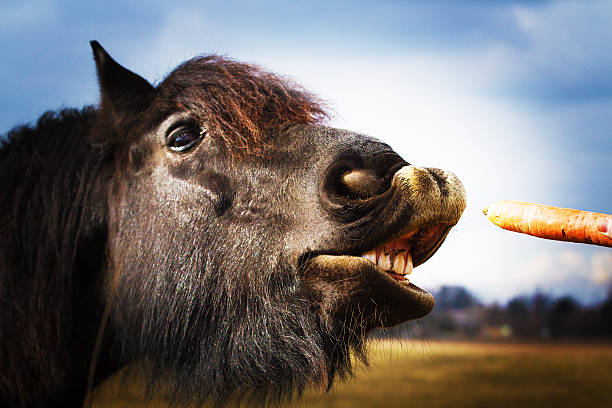 Diversão de cavalo - foto de acervo